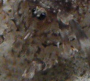 Opilione siciliano: Odiellus cfr spinosus